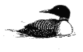 loon